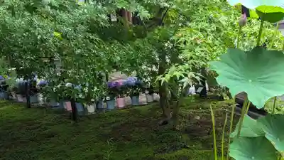 勝林寺(京都府)