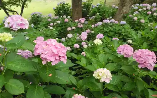 宮地嶽神社の自然