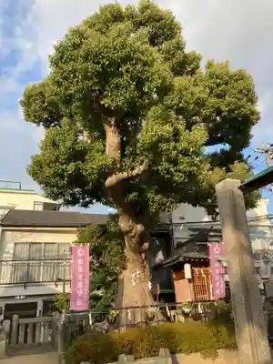 生野八坂神社の自然