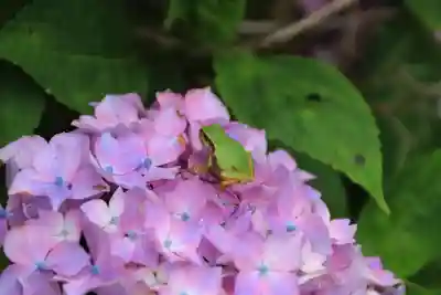 日枝神社の自然