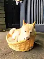 福島八幡宮の動物