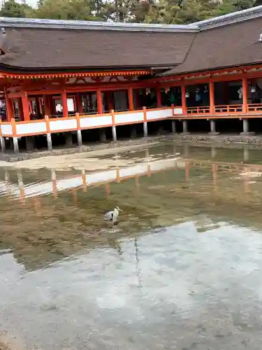 厳島神社(広島県)