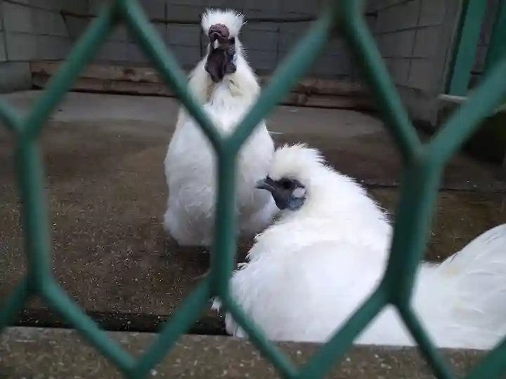 阿智神社の動物