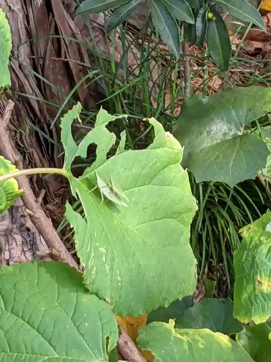 大福寺(静岡県)