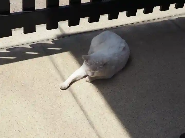 今戸神社の動物