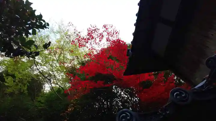 柳谷観音 楊谷寺の自然