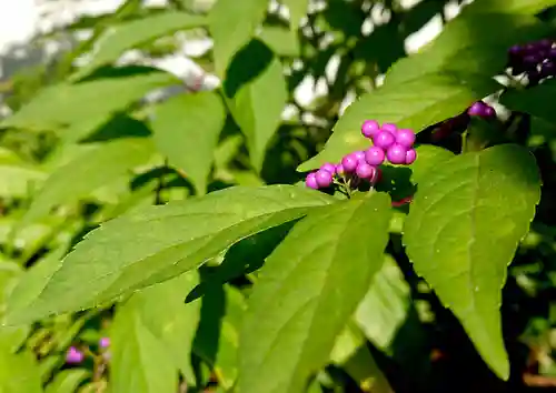 伊豆山神社 里宮の自然