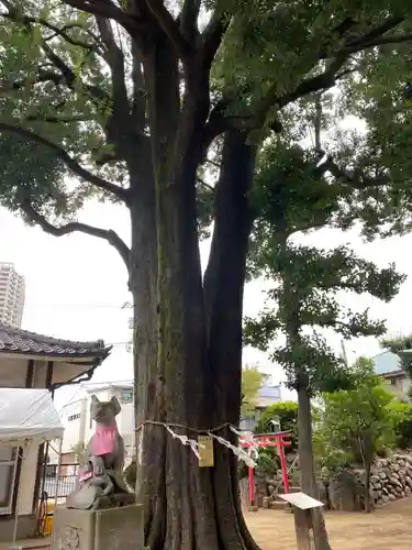 大鷲神社の御朱印