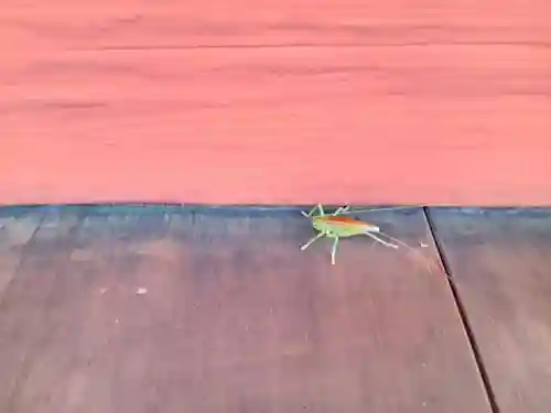 金剛寺(大阪府)