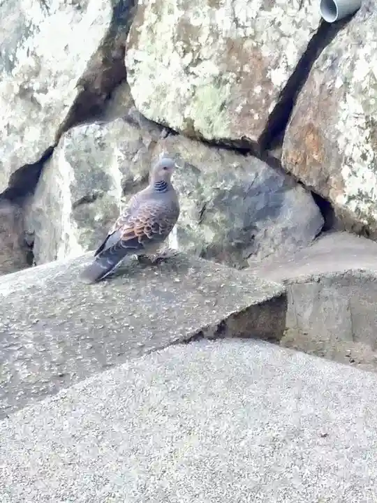 阿智神社の動物