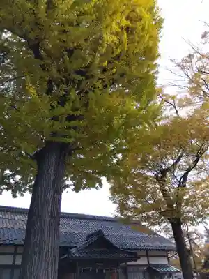 来光寺(滋賀県)