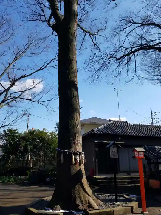 氷川神社の自然