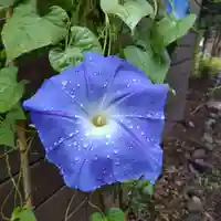 七重浜海津見神社の自然