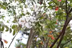 三津厳島神社の自然