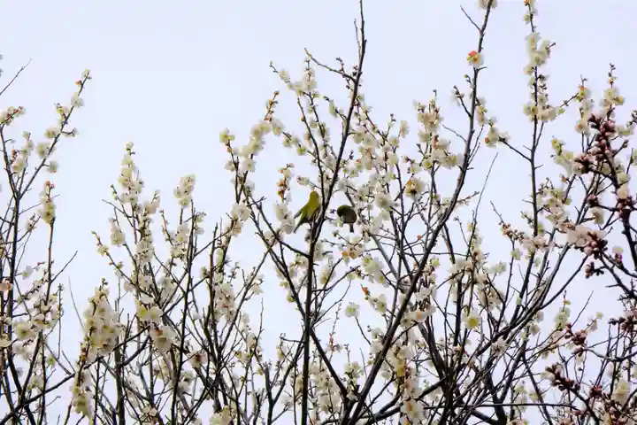 多治速比売神社の自然