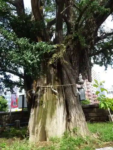 磐井神社の自然