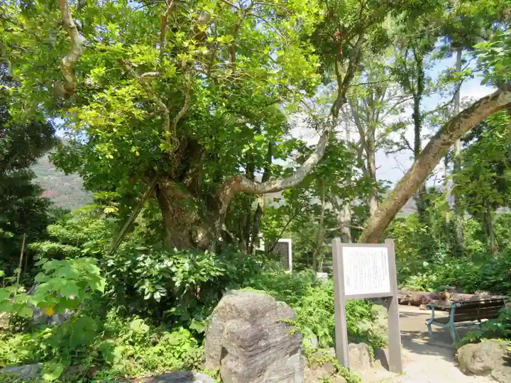 天津神明宮の自然