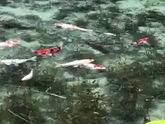 根道神社(岐阜県)