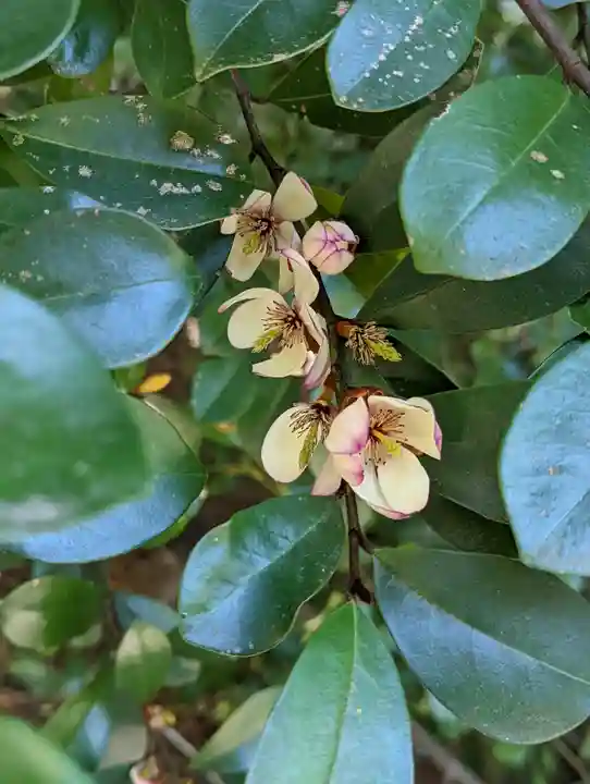 宇治上神社(京都府)