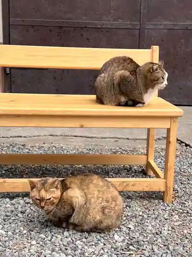 小野照崎神社の動物