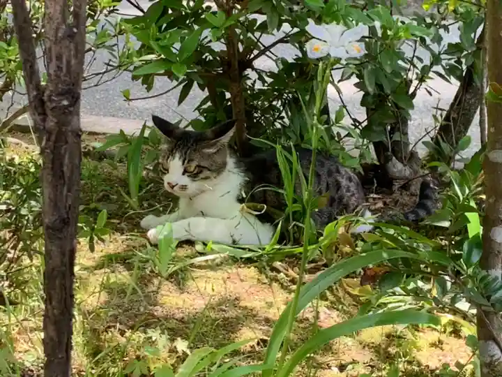 伊奈波神社の動物