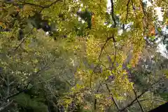 土津神社｜こどもと出世の神さまの自然