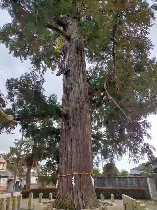 馬見岡綿向神社の自然