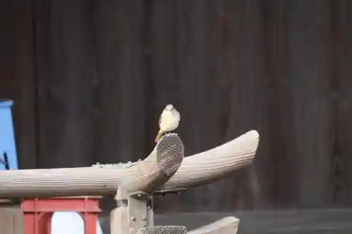 阿邪訶根神社の動物