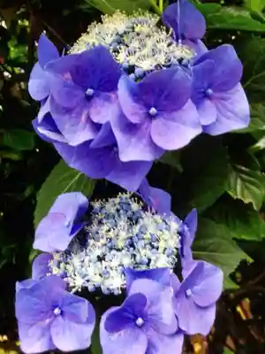 宝祥寺(東京都)