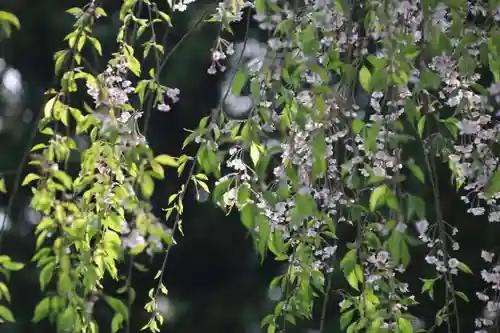 豊景神社の自然