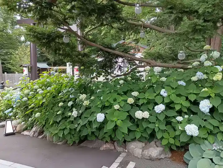 旭川神社の自然