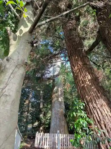 天鷹神社(岐阜県)