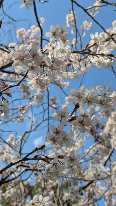 平野神社(京都府)
