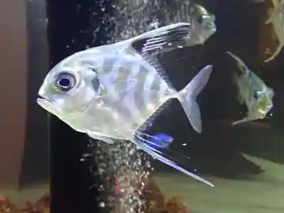 元町厳島神社(神奈川県)