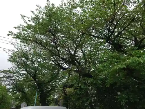 染井稲荷神社の自然