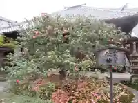 地蔵院(椿寺)の庭園