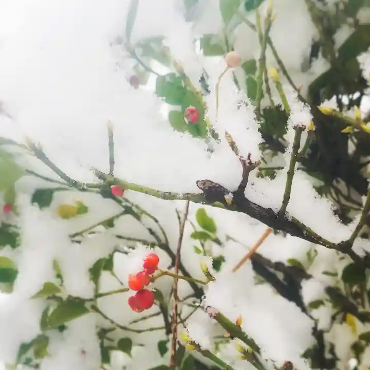 尾張大國霊神社(国府宮)の自然