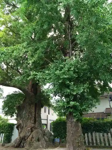 下代菅原神社の自然