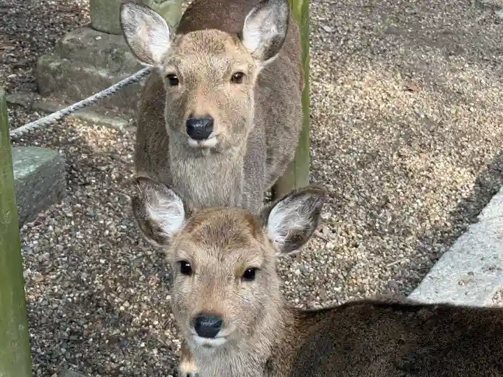 春日大社の{uncategorized: "未分類", other: "その他", undefined: "問題あり", building: "その他建物", grave: "お墓", sacred_gate: "鳥居", guardian: "狛犬", statue: "像", buddha: "仏像", history: "歴史", nature: "自然", garden: "庭園", animal: "動物", pagoda: "塔", temizu: "手水舎", mountain_gate: "山門・神門", sanctuary: "本殿・本堂", subordinate: "末社・摂社", art: "芸術", scenery: "景色", jizo: "地蔵", ema: "絵馬", goshuin: "御朱印", omikuji: "おみくじ", items: "授与品その他", amulet: "お守り", goshuincho: "御朱印帳", eats: "食事", festival: "お祭り", votive_dance: "神楽", shichigosan: "七五三参", wedding: "結婚式", experience: "体験その他", initially: "初詣", around: "周辺", anti_infection: "感染症対策"}