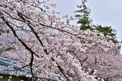 彌彦神社(新潟県)