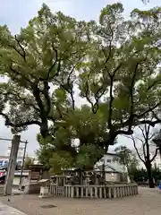 杭全神社(大阪府)