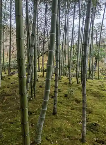 常寂光寺の自然