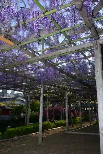亀戸天神社の庭園