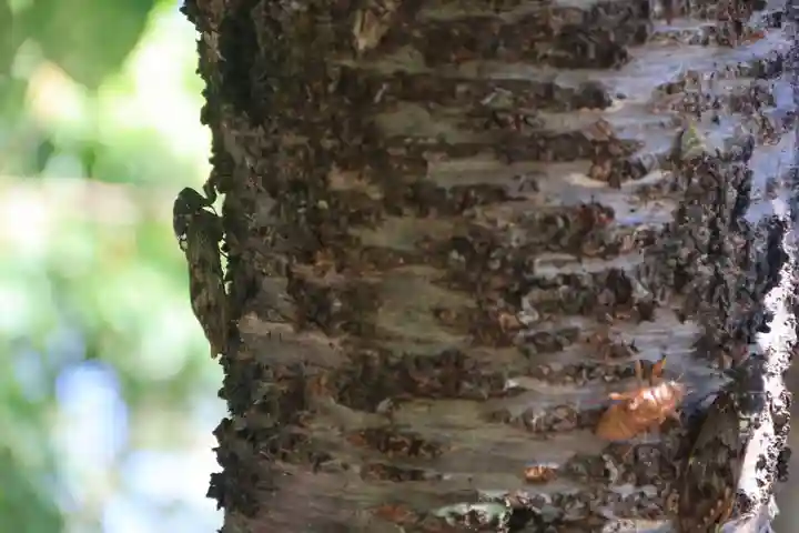 大六天麻王神社の自然