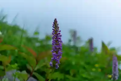 白山比咩神社　奥宮(石川県)