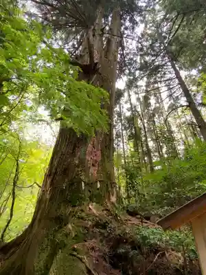 花園神社の自然