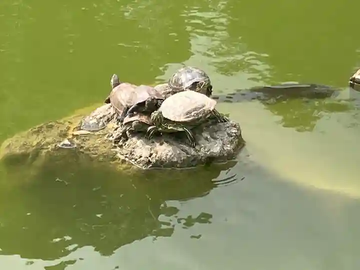 亀戸天神社の動物