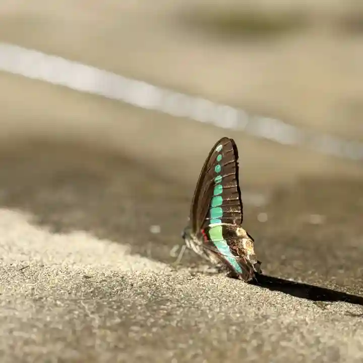 伊勢の国 四天王寺(三重県)