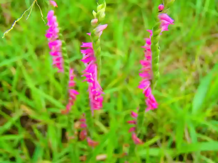 たばこ神社の自然