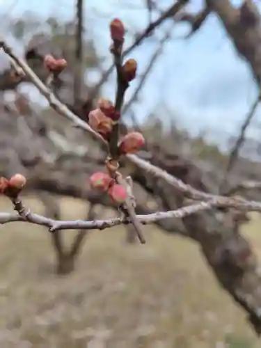 大覚寺(京都府)